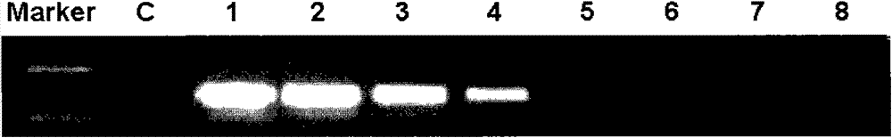 DNA (deoxyribose nucleic acid) probe and gene chip for detecting rhizomucor pusillus and applications thereof