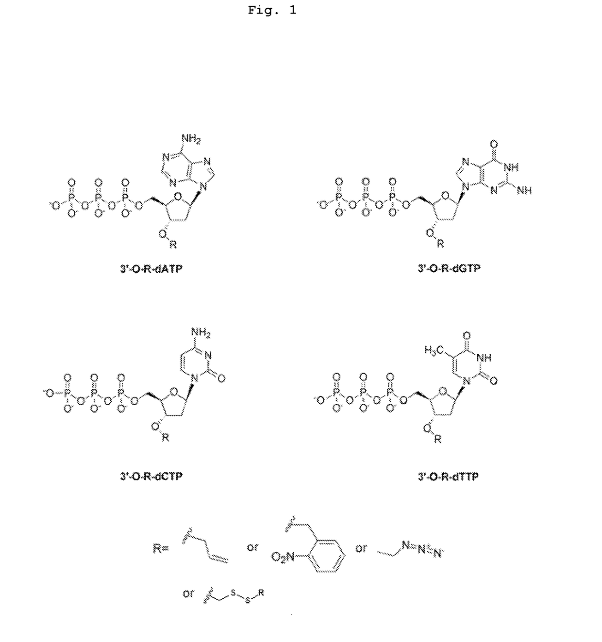 Ion sensor DNA and RNA sequencing by synthesis using nucleotide reversible terminators