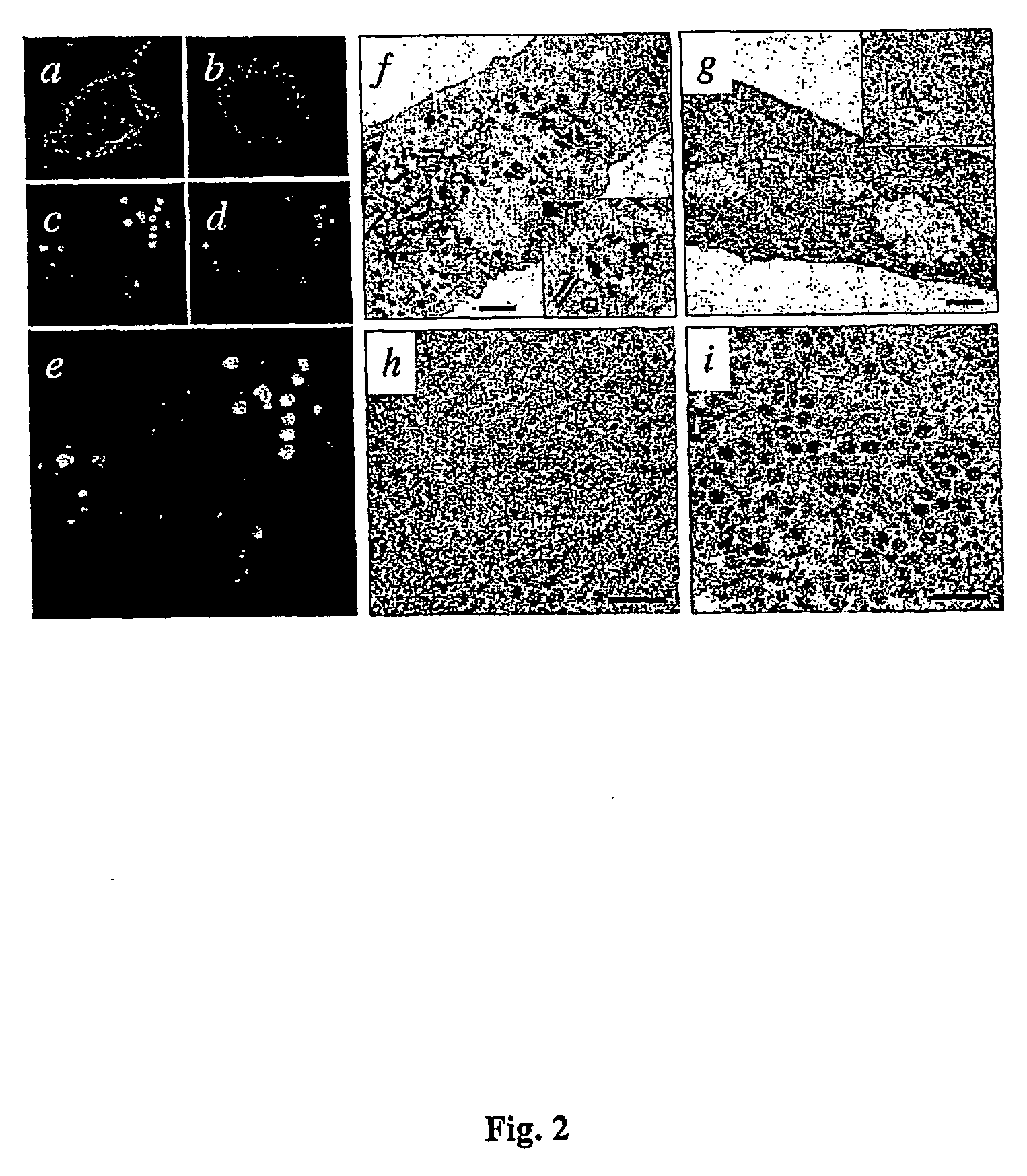 Chimeric empty capsids of the infectious bursal disease viruse (ibdv), obtainment process and applications