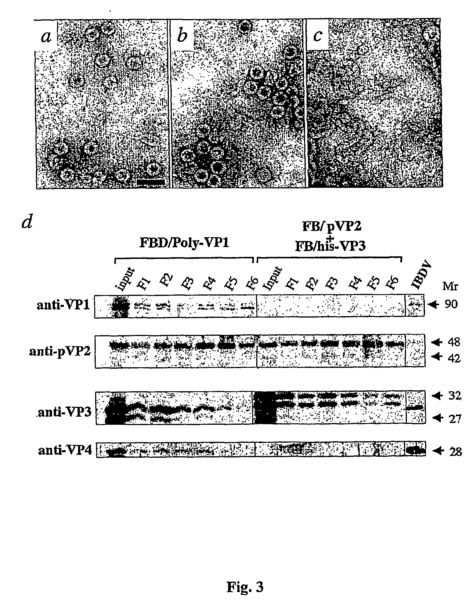 Chimeric empty capsids of the infectious bursal disease viruse (ibdv), obtainment process and applications