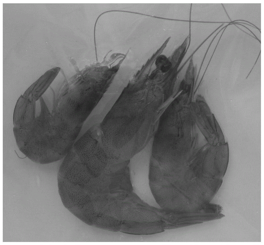 A biological preservation method for prolonging the shelf life of aquatic products