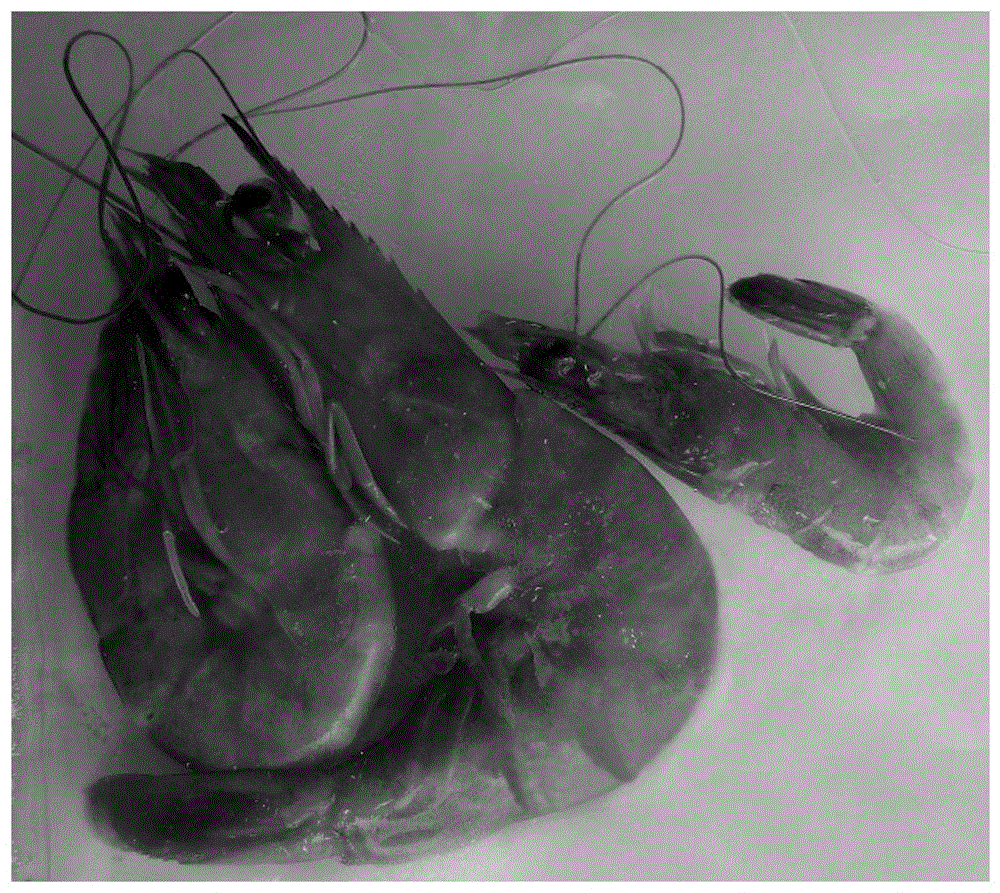 A biological preservation method for prolonging the shelf life of aquatic products