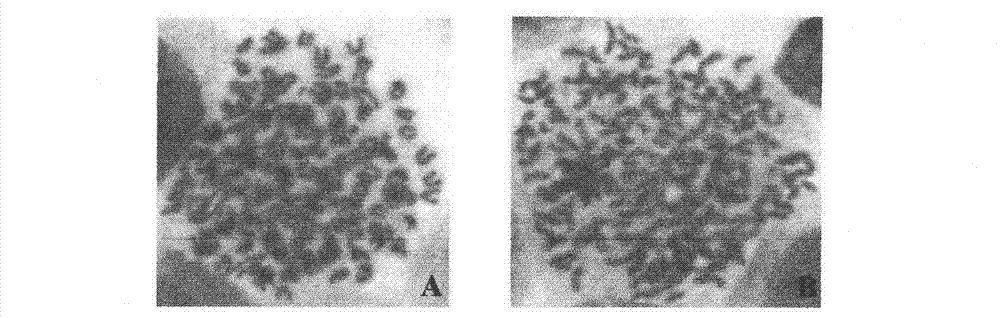 Preparation method for PCV-II Cap protein monoclonal antibody, antibody and application