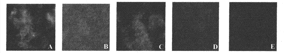 Preparation method for PCV-II Cap protein monoclonal antibody, antibody and application