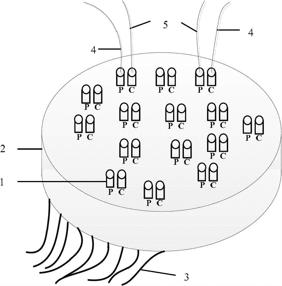 Diagnosis device and diagnosis method for corrosion of earth screen of large-size transformer substation