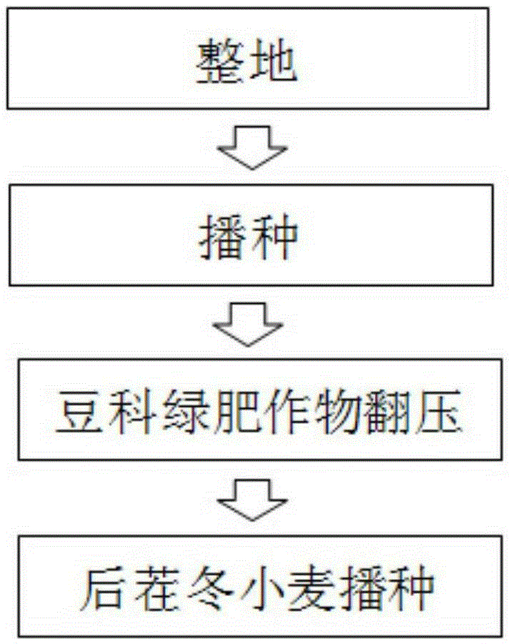 Method for multicropping leguminous green manure crop in wheat field