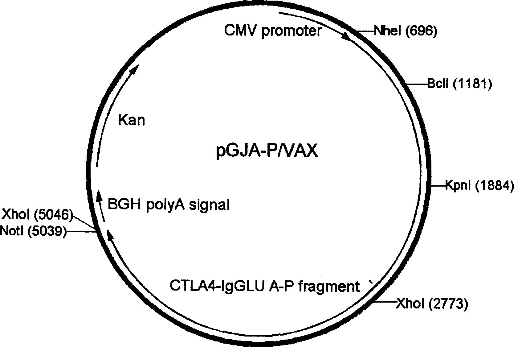 Target directional confluent DNA vaccine for preventing caries and preparation method thereof