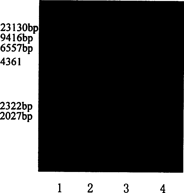 Target directional confluent DNA vaccine for preventing caries and preparation method thereof