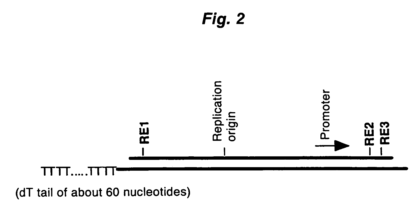 Method of synthesizing cDNA