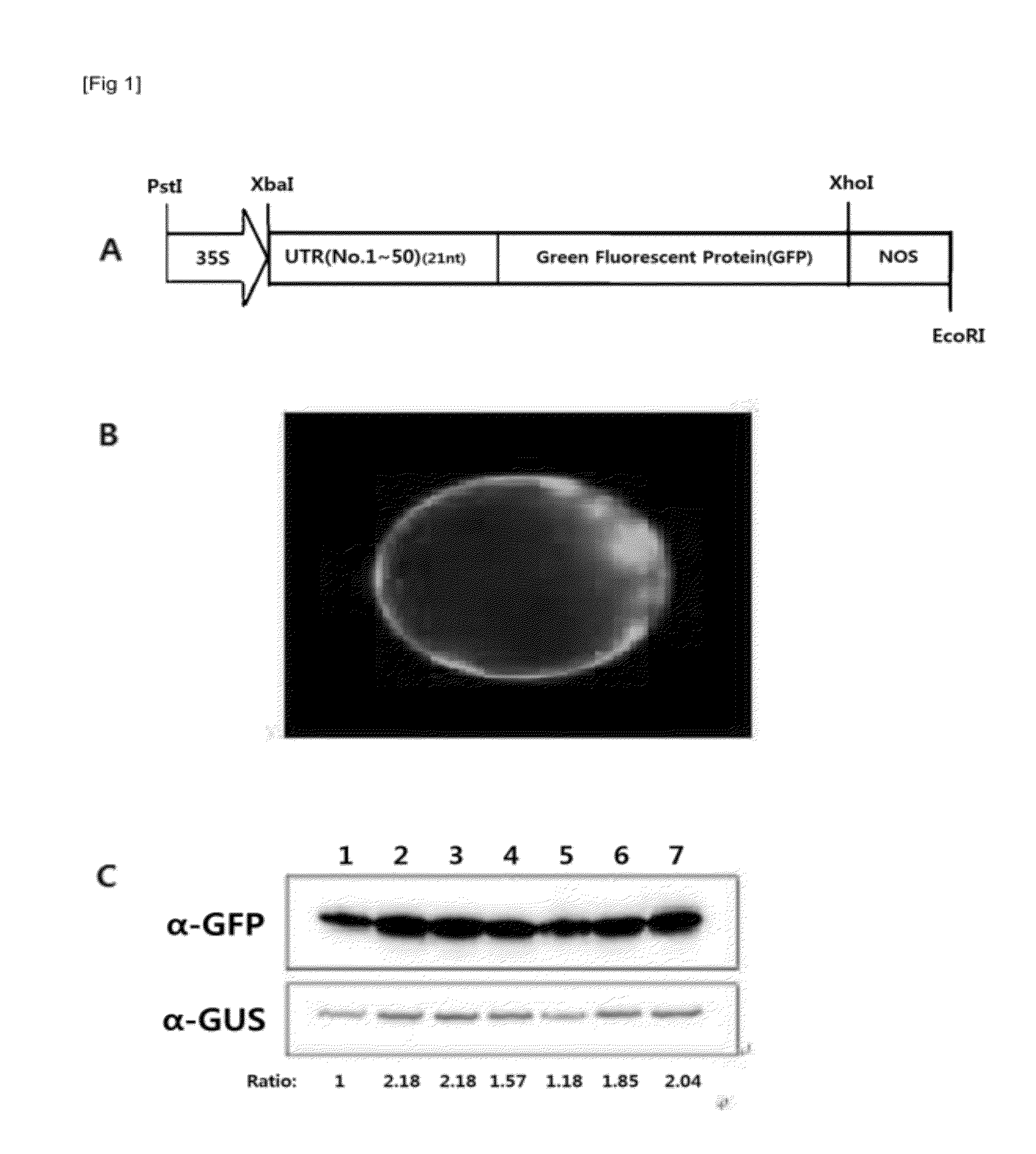 DNA fragment for improving translation efficiency, and recombinant vector containing same