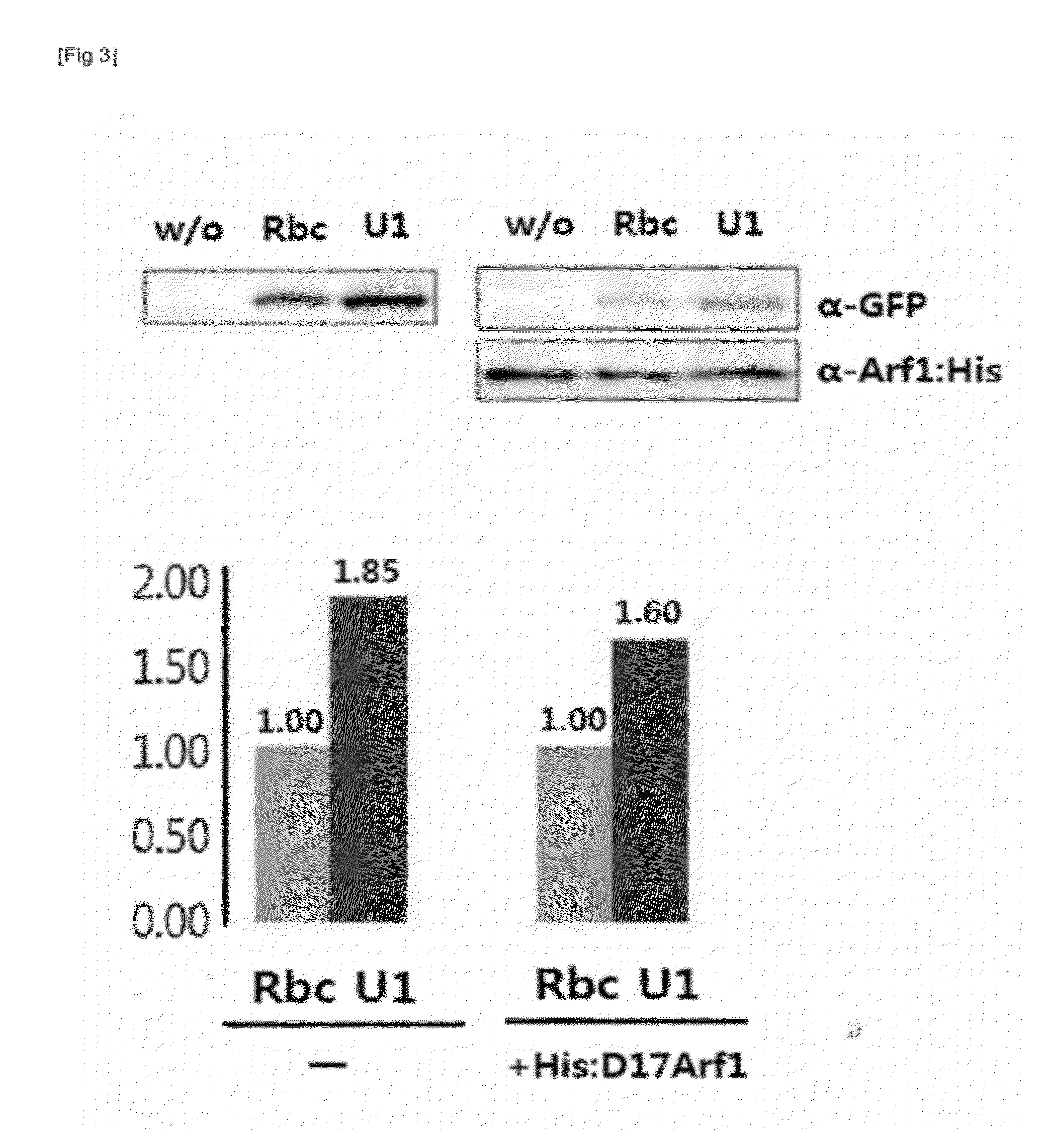 DNA fragment for improving translation efficiency, and recombinant vector containing same