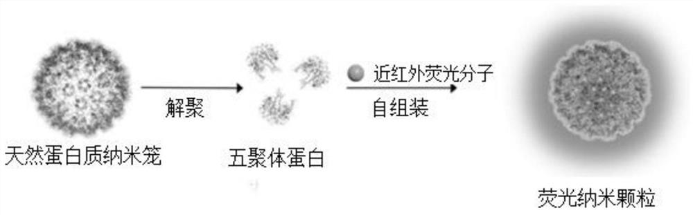 Near-infrared two-region fluorescent molecule containing benzobithiadiazole and preparation method thereof, fluorescent nano-particles and preparation method and application thereof