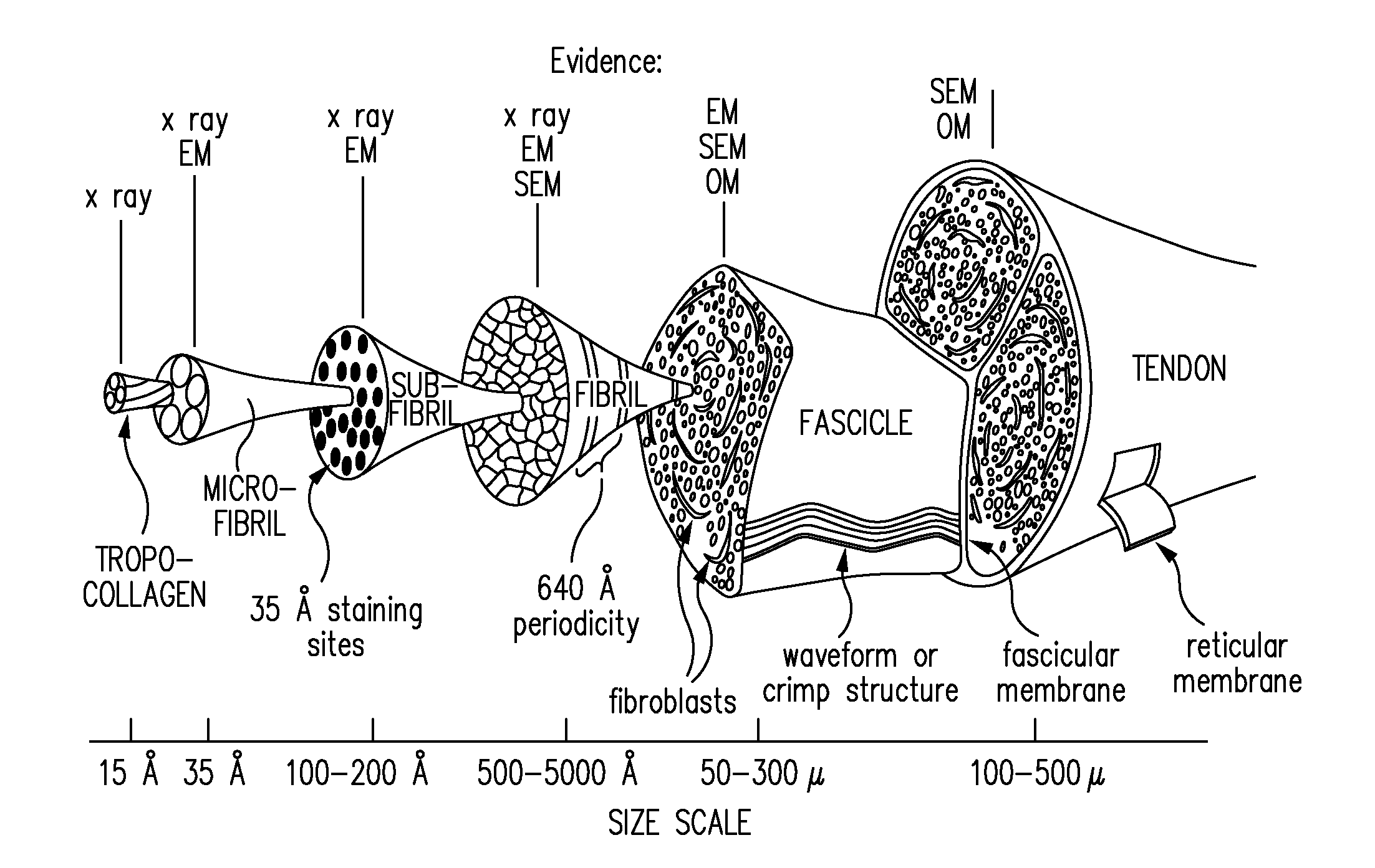 Biocomposites and methods of making the same