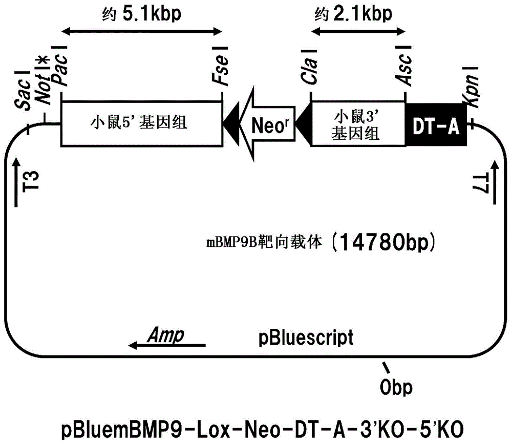 Therapeutic agent for anemia including renal anemia and cancer-induced anemia which contains anti-bmp9 antibody as active ingredient