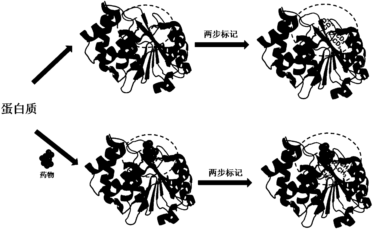 Mass spectrometry method for screening protein with structure and interaction changes caused by drug