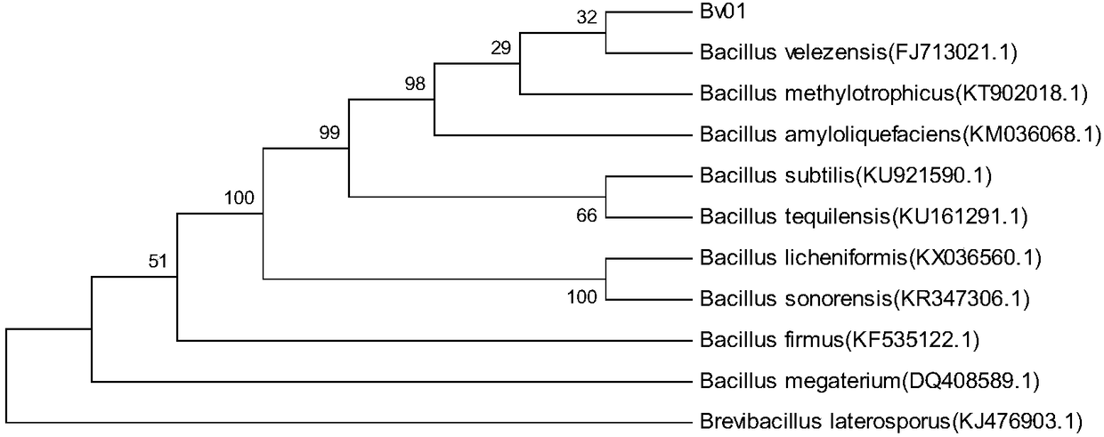 Bacillus velezensis strain and fungicide and application thereof