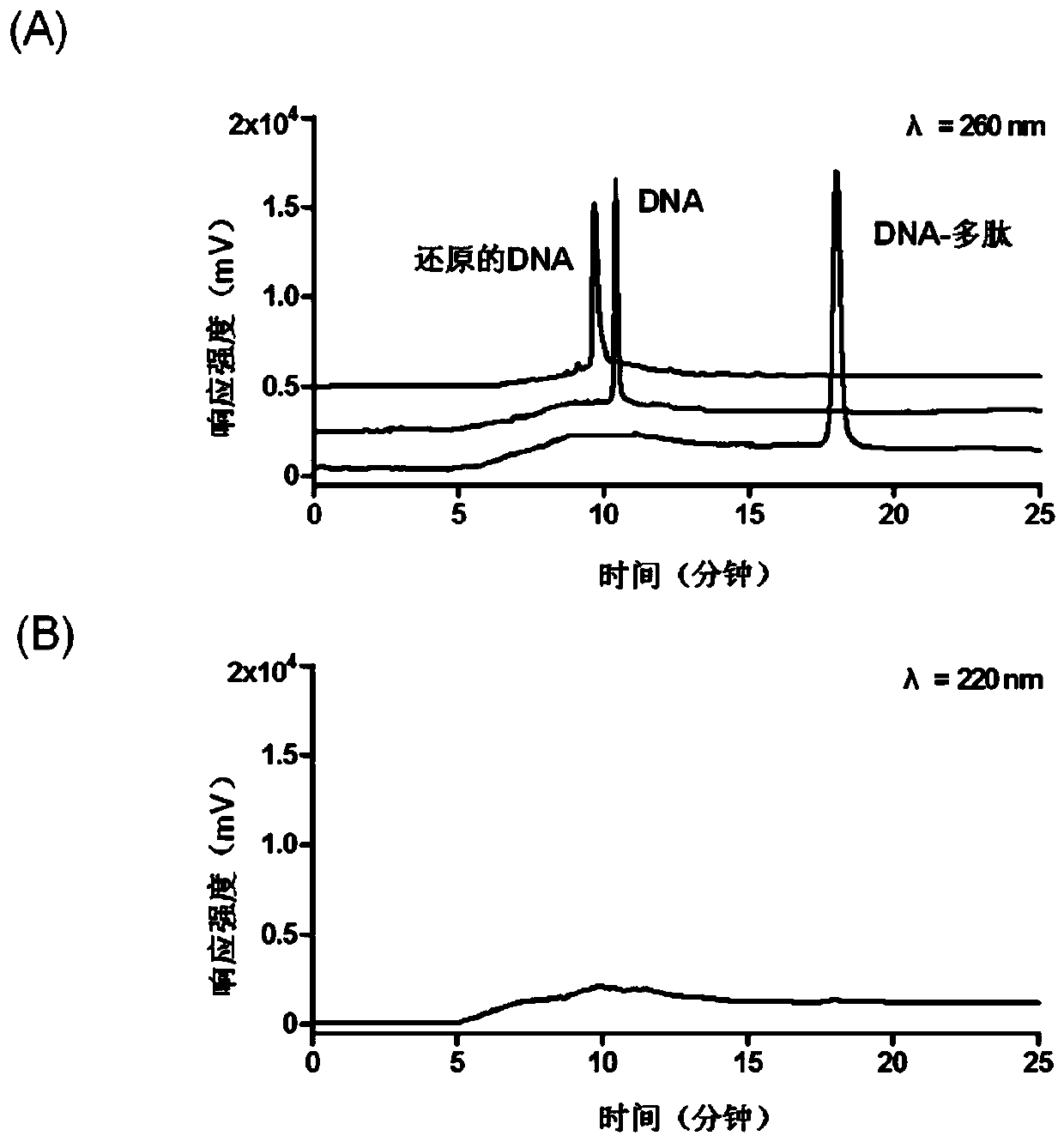 Nucleic acid polypeptide complex probe and preparation method and application thereof