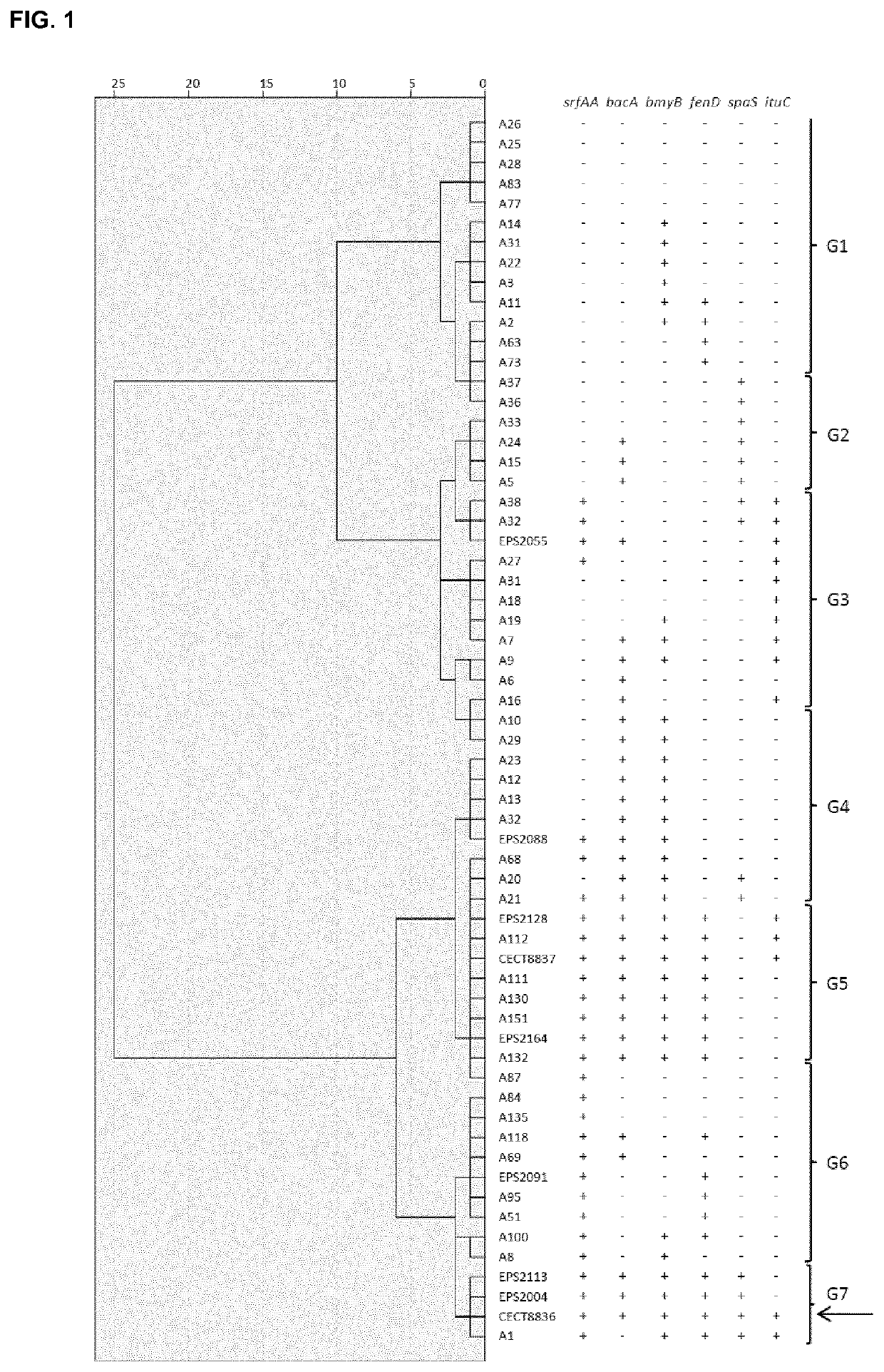 Strain of <i>Bacillus amyloliquefaciens </i>and its use in the control of diseases caused by bacteria and fungi in plants