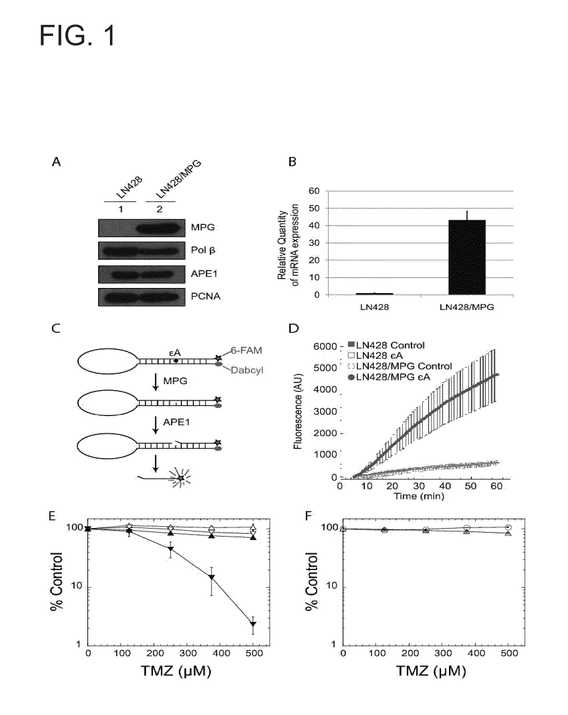 N-methylpurine DNA glycosylase and polymerase beta as biomarkers for alkylator chemotherapy potentiation