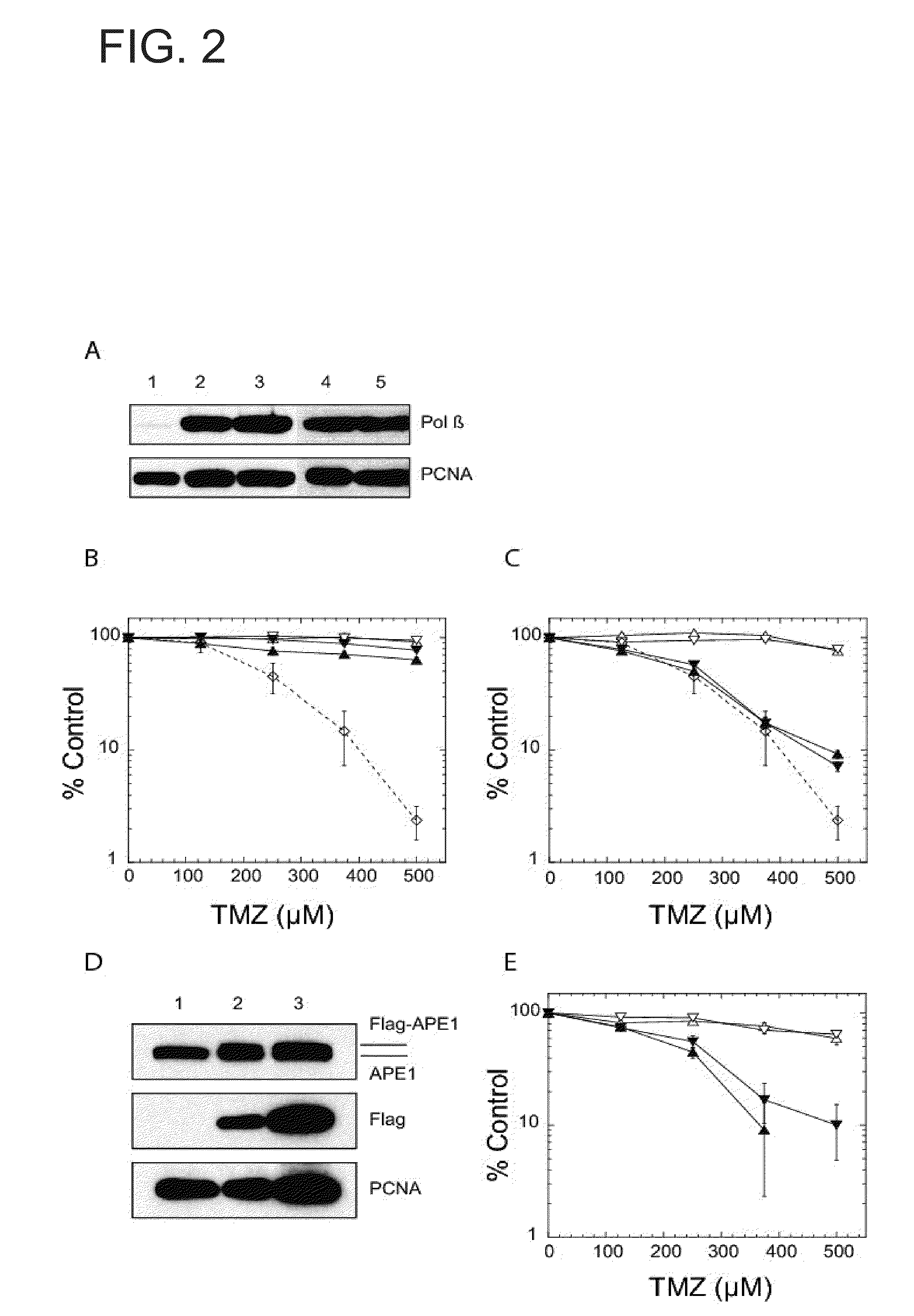 N-methylpurine DNA glycosylase and polymerase beta as biomarkers for alkylator chemotherapy potentiation