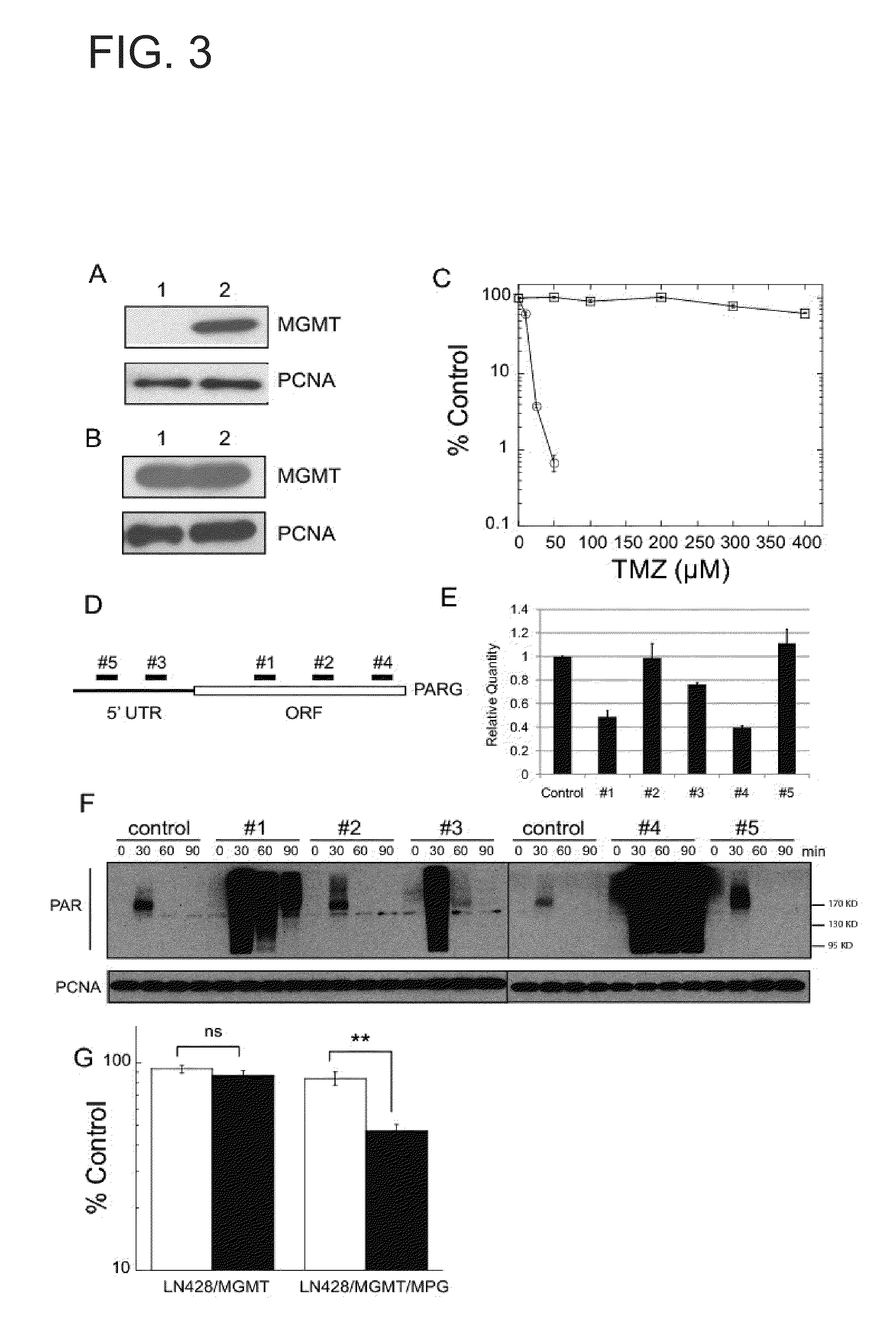 N-methylpurine DNA glycosylase and polymerase beta as biomarkers for alkylator chemotherapy potentiation