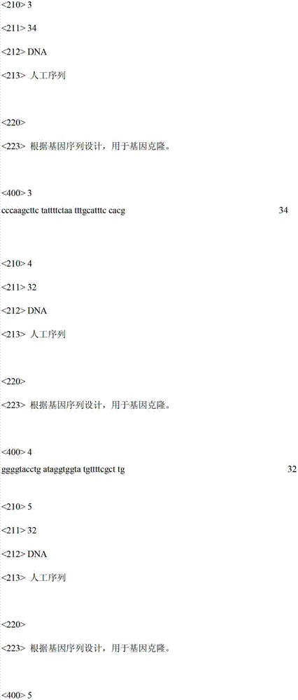 Acetyl-glucosamine accumulating recombinant bacillus subtilis and application thereof