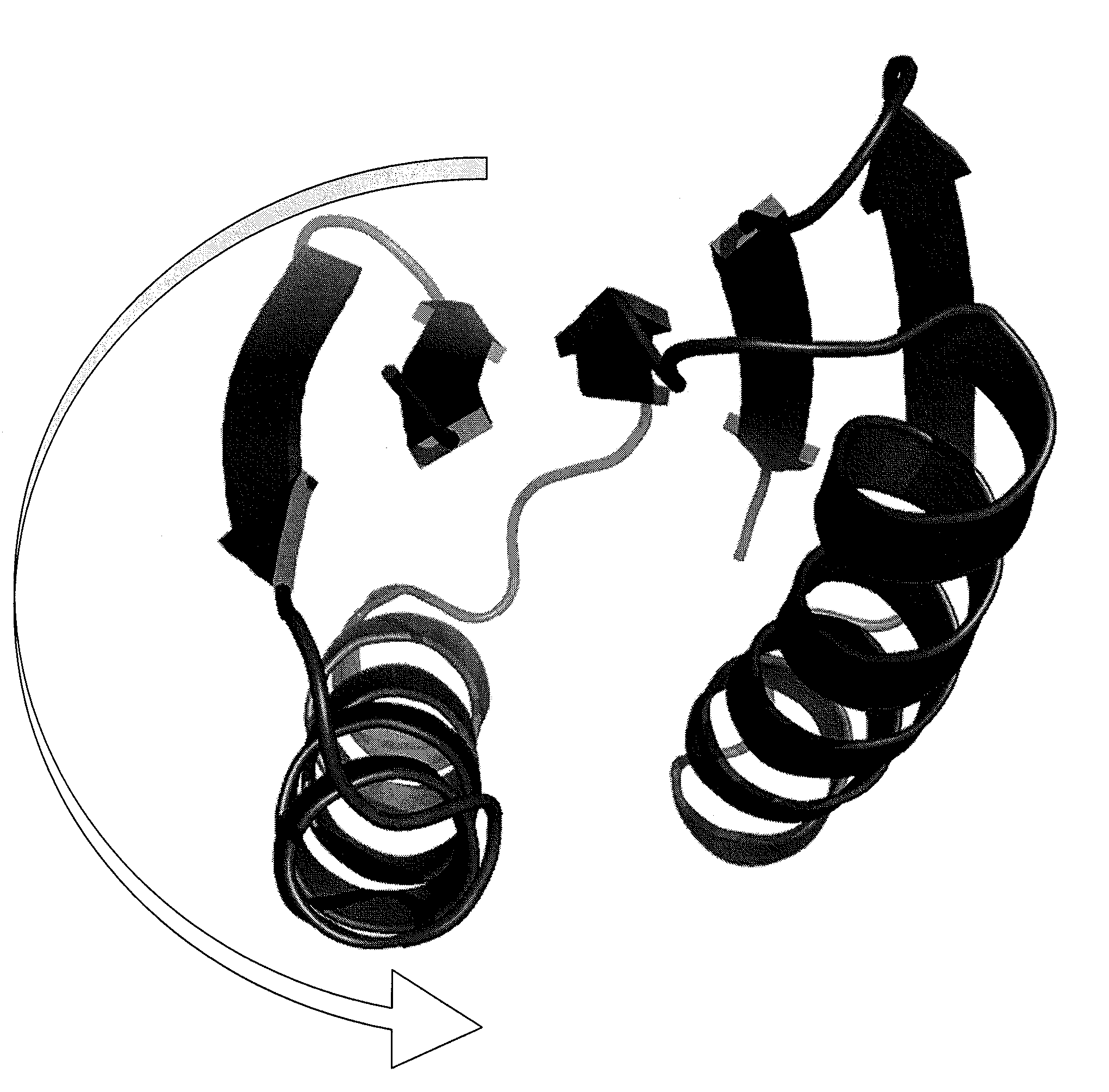 Artificial Protein Scaffolds