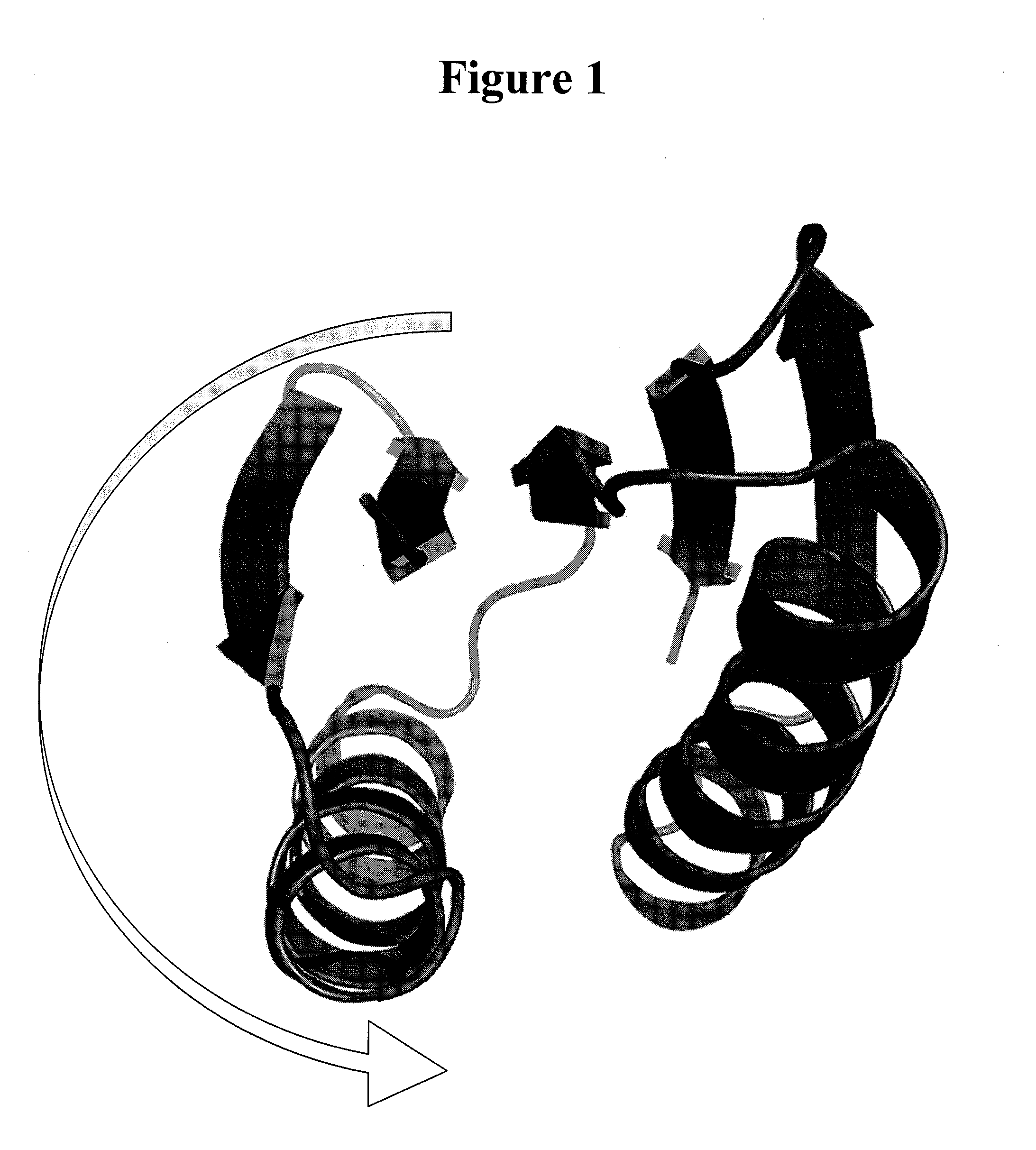 Artificial Protein Scaffolds