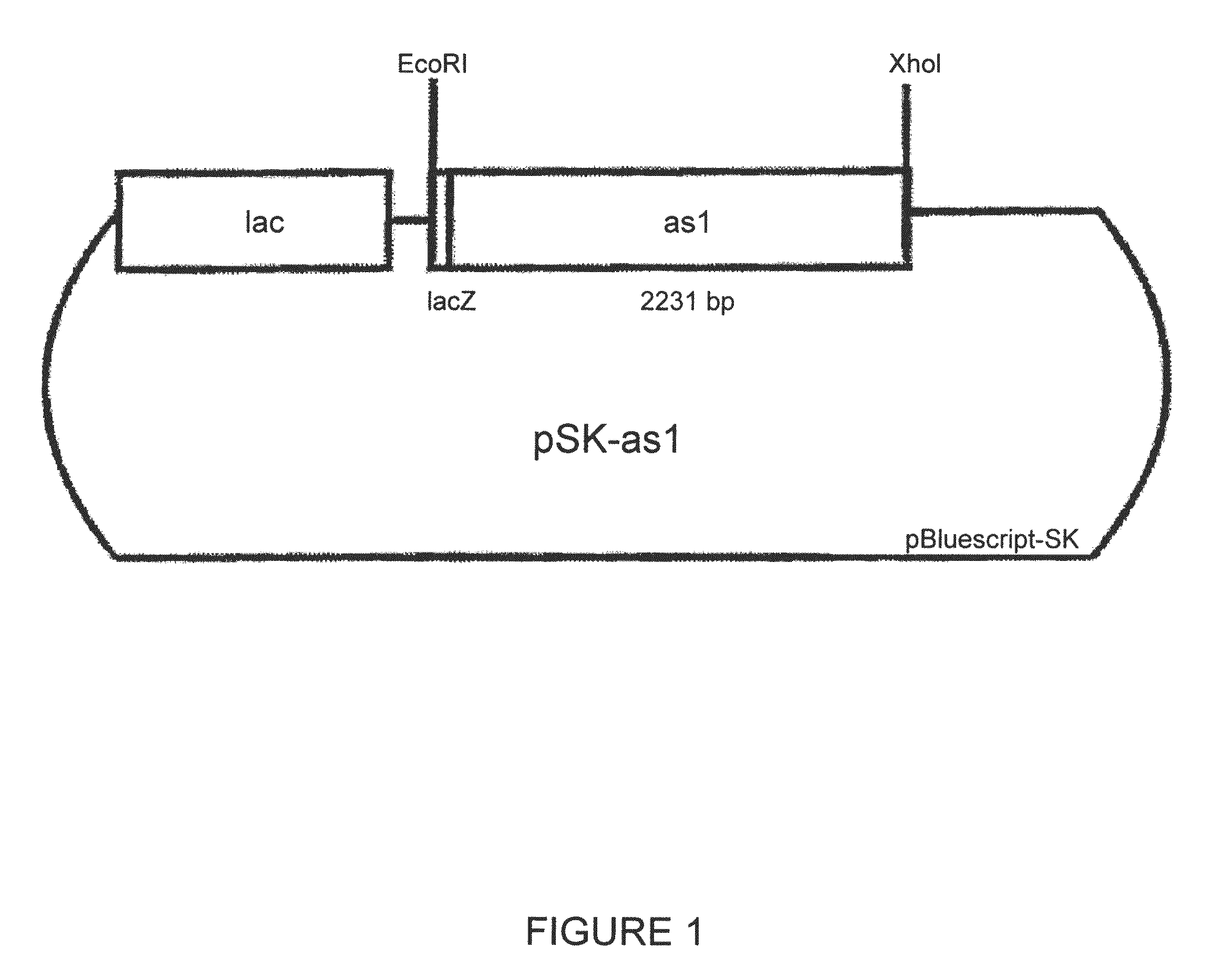 Nucleic acid molecules encoding enzymes having fructosyltransferase activity, and their use