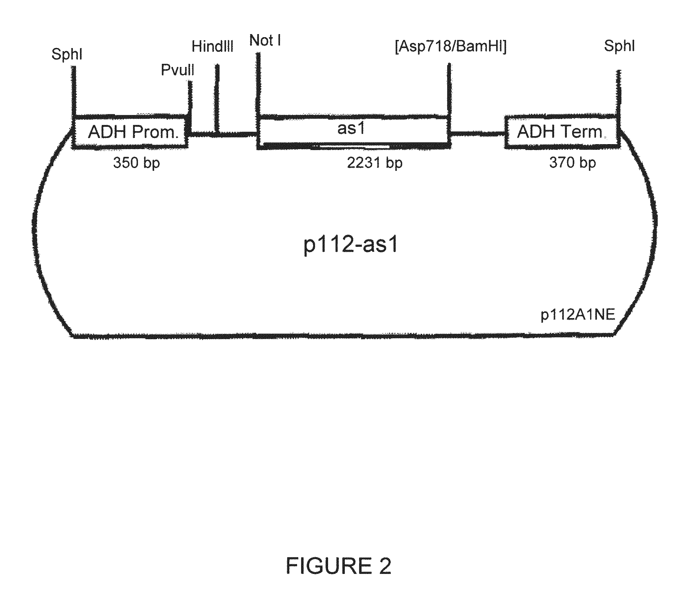 Nucleic acid molecules encoding enzymes having fructosyltransferase activity, and their use