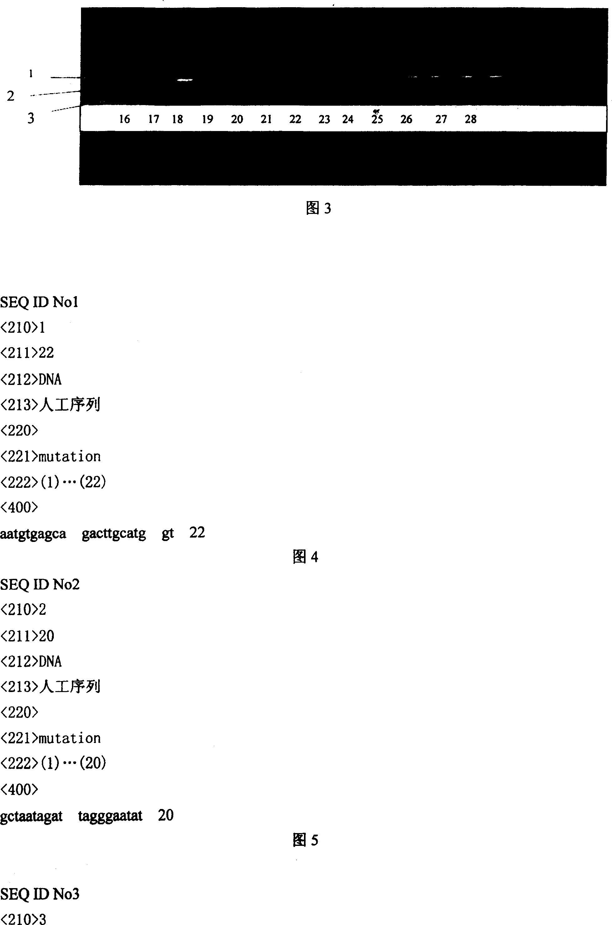 Primer sequence for identifying cucumber ampho disease and its identification method