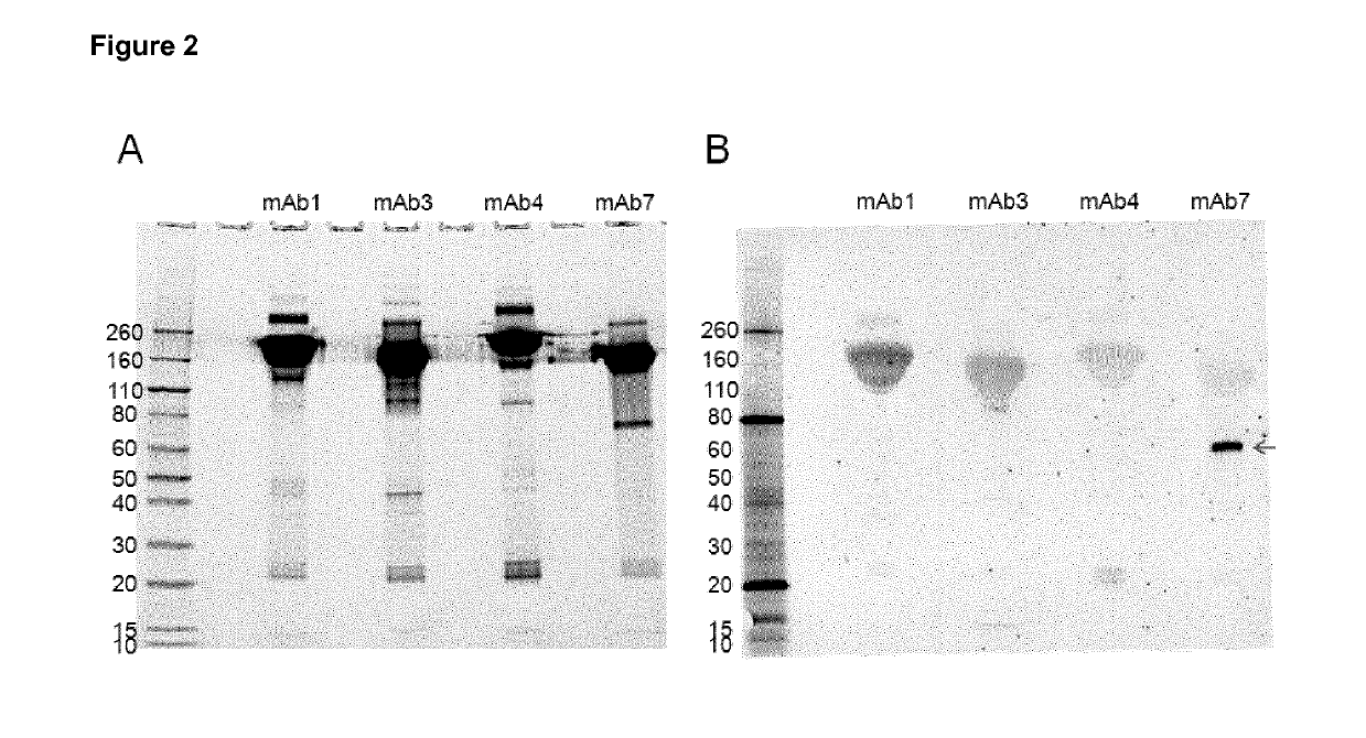 Antibodies with reduced binding to process impurities