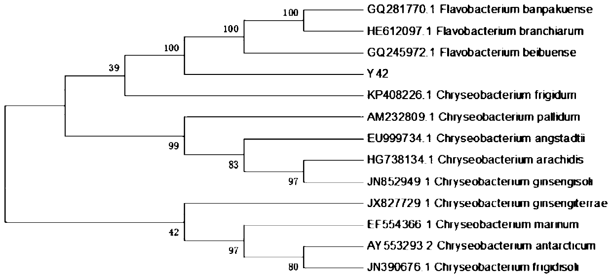 High-performance feather degrading bacterium and application thereof