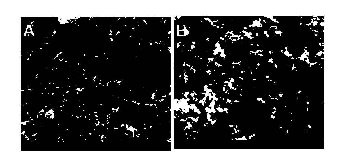 Nitrogen-doped porous carbon material for lithium-air battery positive electrode