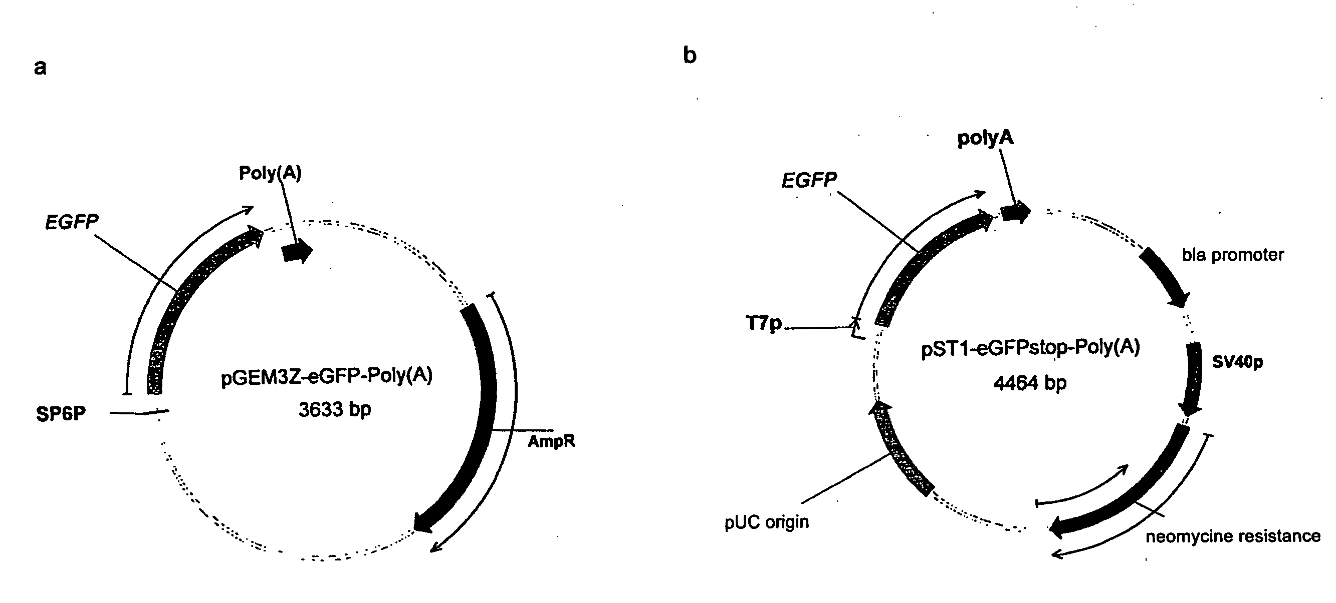 Modification of RNA, Producing an Increased Transcript Stability and Translation Efficiency