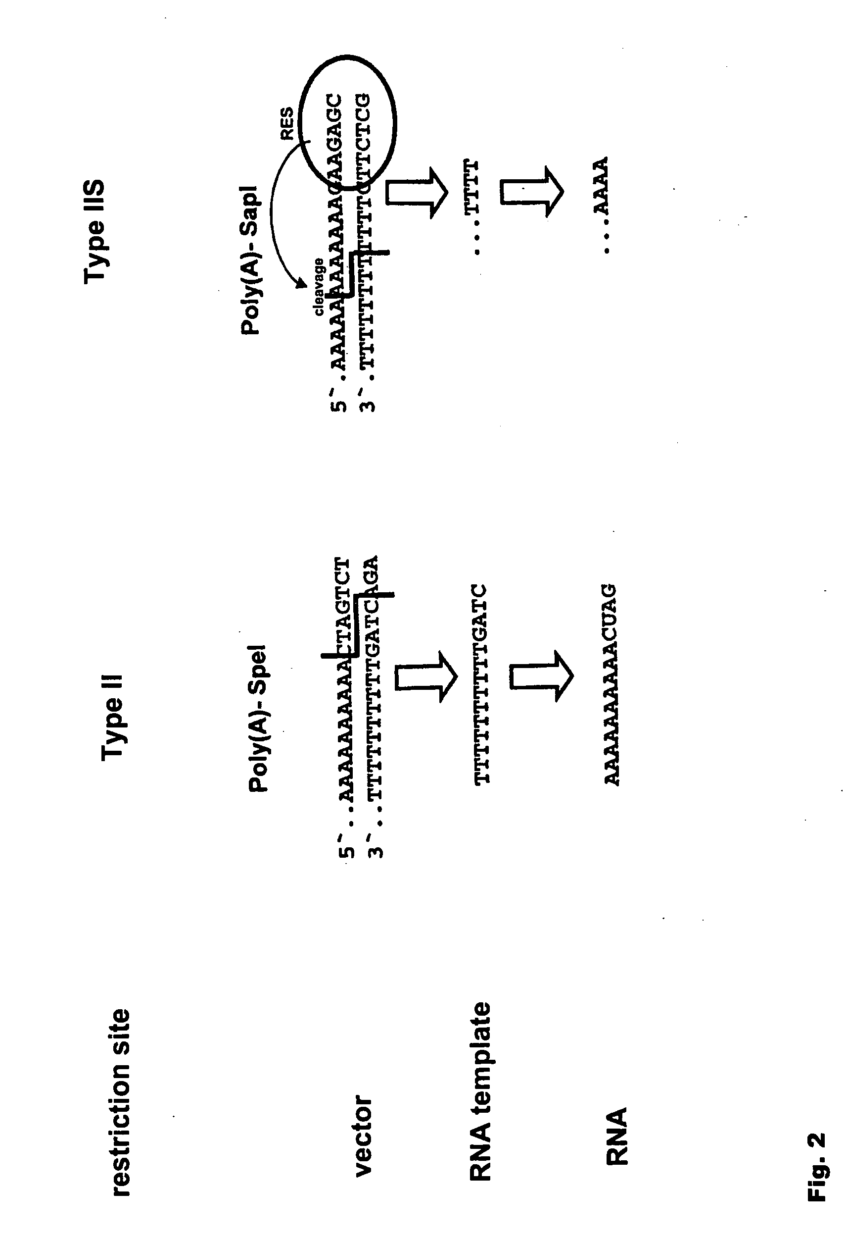 Modification of RNA, Producing an Increased Transcript Stability and Translation Efficiency