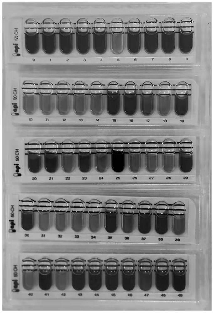 Lactobacillus paracasei for preventing infant streptococcus infection and application of lactobacillus paracasei