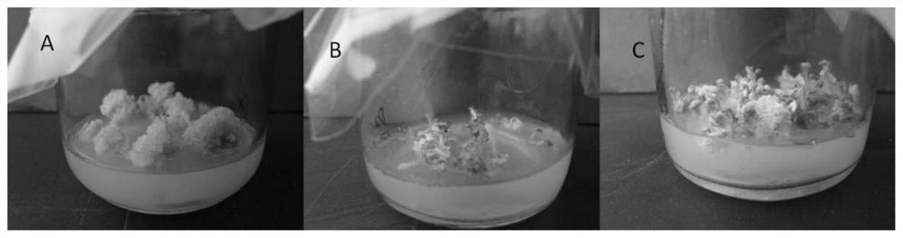 Method for obtaining fusarium oxysporum resistant carnation clone