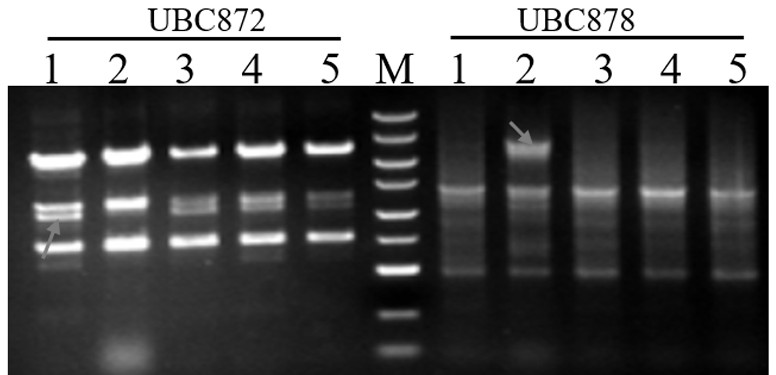 Method for identifying common vegetable jute varieties based on ISSR fingerprint spectrum system and application thereof