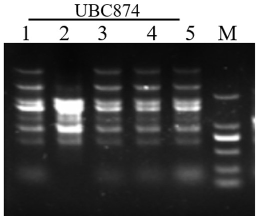 Method for identifying common vegetable jute varieties based on ISSR fingerprint spectrum system and application thereof