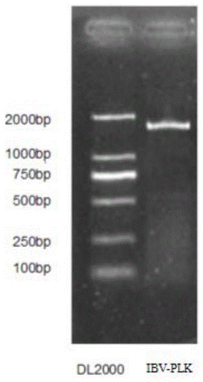 Avian nephropathogenic infectious bronchitis virus strain as well as vaccine composition, preparation method and application thereof