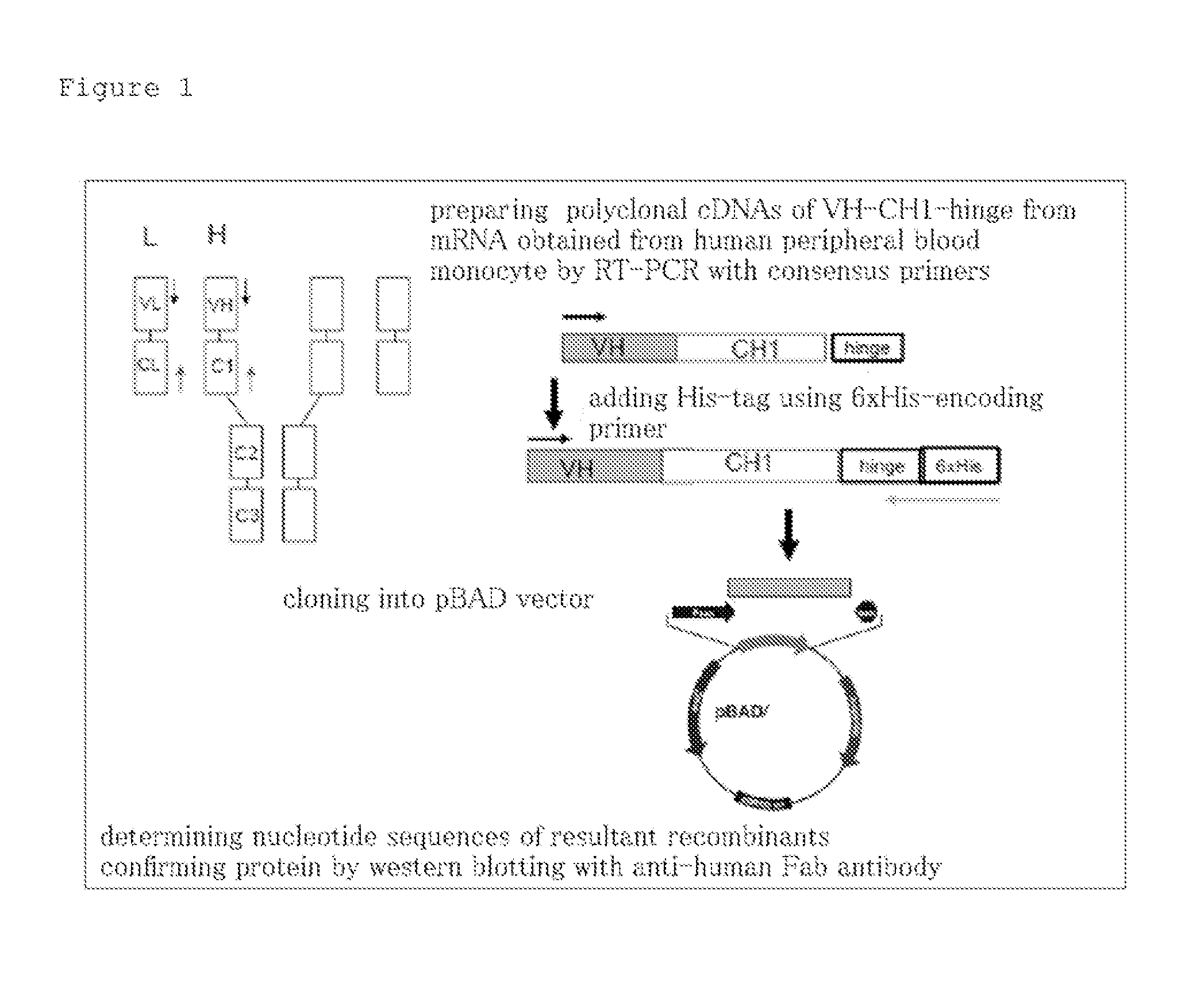 Artificial Immunoglobulin Fragment Composition