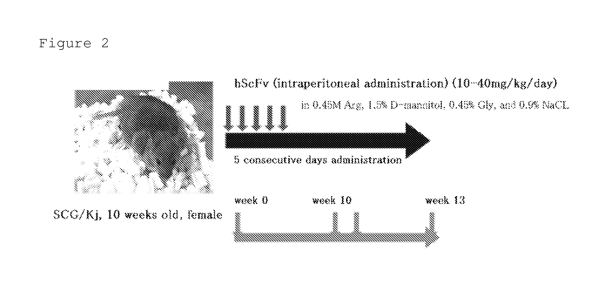 Artificial Immunoglobulin Fragment Composition