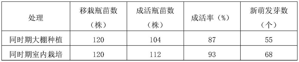 Method for promoting indoor cultivation survival rate and quality of dendrobium nobile