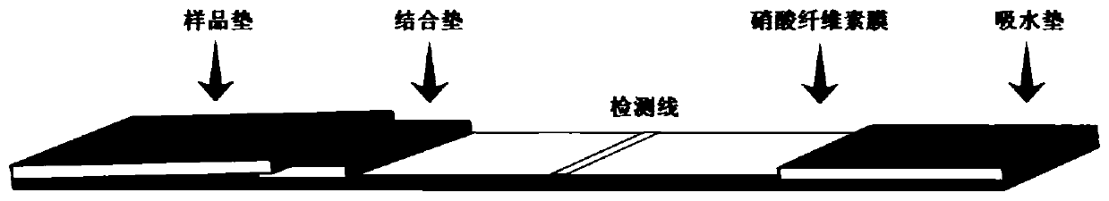 A kind of detection method of Salmonella enteritidis and its detection test strip