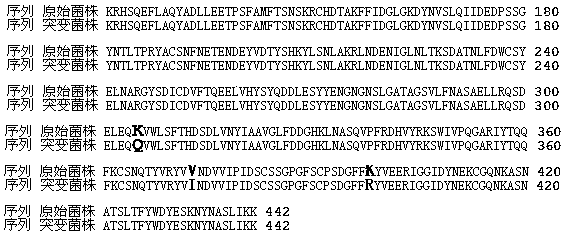 Multi-site mutant strain of phytase gene of Torula delbrueckii and its application