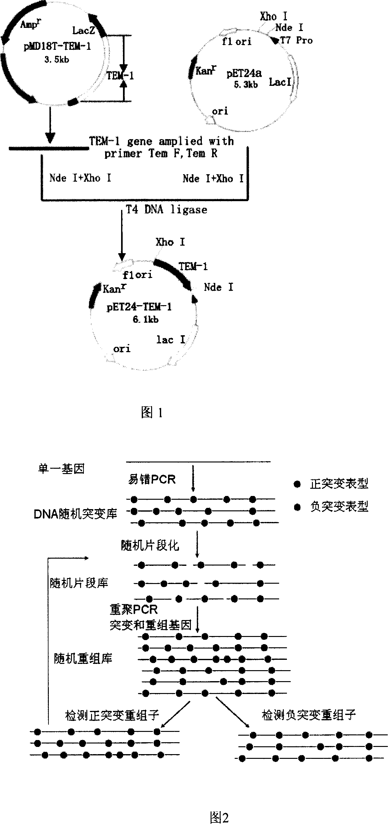 Method for obtaining high-vitality superspectrum beta-lactam enzyme by directional anagenesis in vitro