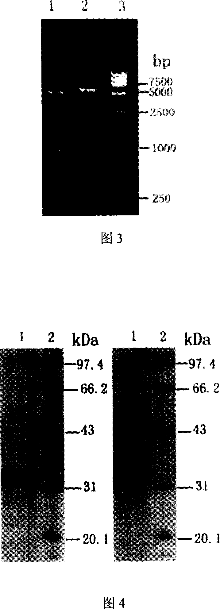 Method for obtaining high-vitality superspectrum beta-lactam enzyme by directional anagenesis in vitro