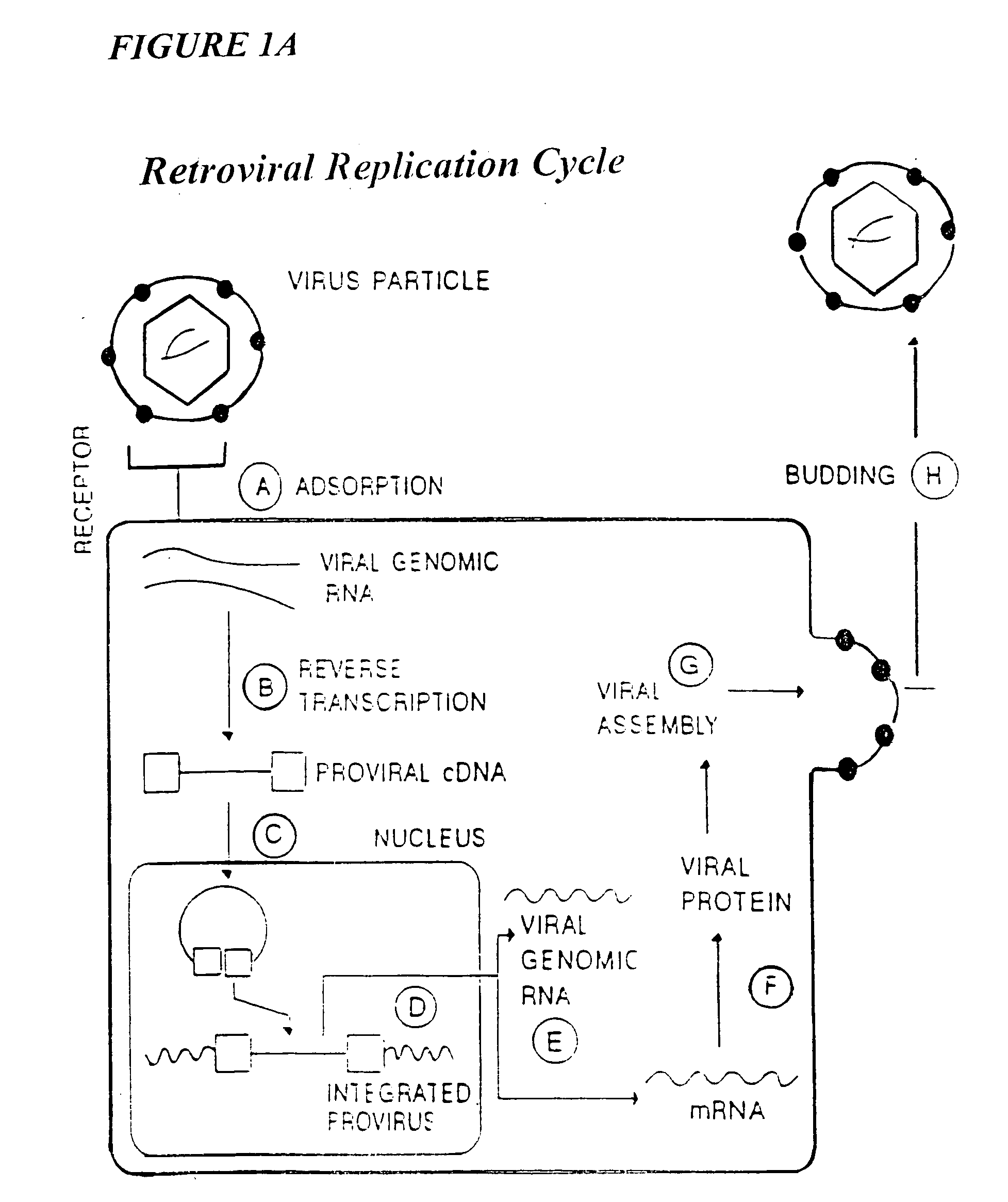 Methods for genetic modification of hematopoietic progenitor cells and uses of the modified cells