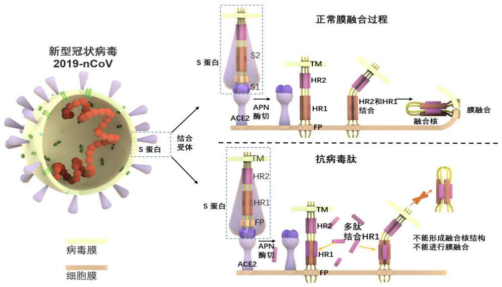 Polypeptide for inhibiting novel coronavirus (SARS-COV-2) and application of polypeptide